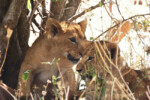 The two cubs who were photographed a lot during our little stay here.