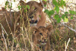 Ma lion and cub. We are still in Tarangire nayional park.