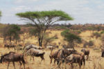 Wildebeests whom we had seen crossing the path just in front of us. Now mixed with zebras on the savanna around a huge acacia.