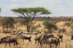 Wildebeests whom we had seen crossing the path just in front of us. Now mixed with zebras on the savanna around a huge acacia.