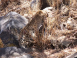 A leopard first showed up in the crotch of a tree. He or she then jumped down, stretched and ran off, but we managed to get a few shots of her.