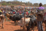 Manny asked us as we set out from our masai-village-like lodge if we were interested in seeing a huge market that was going on that very day. Of course we were.
