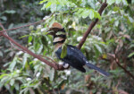 Silvery-cheeked hornbill, a strikingly handsome and colorful bird