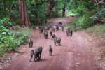 Baboon families welcoming us to the Manyara forest.