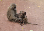 Mother baboon going over the coat of her baby.