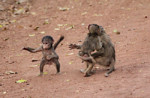 The smallest one of the babies is out in the road seemingly waving his arms. Of course it's his tail that is up in the air.