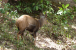 One of the pictures I took of the bushbucks in the forest. You can even see the spots on his side.