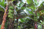 On our way back to our lodge in Manyara national park, we went by a village with a nice banana grove, as always whenever there was a village, big or small.