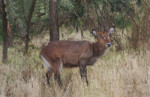 A beautiful female waterbuck in northern Serengeti