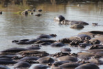 Of course the hippopotamuses are funny, but the water they live in really stinks. Here right next to our picnic area.