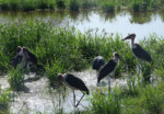 Marabou storks There was any number of different kinds of storks,, but not the ones we saw in Alsace and Turkey (Selçuk)