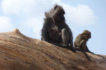 Mother baboon and baby.