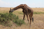 One more beautiful picture of a giraffe. The grace!