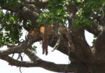 This was the second time that day (our last day in Serengeti) that we saw a leopard asleep in a tree. Hilarious.
