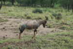 I fell in love with topis. Here a single male who will join up with two more. Topis are easy to tell from other big antelopes because of the black patch on the side towards the back.