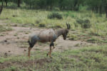 I fell in love with topis. Here a single male who will join up with two more. Topis are easy to tell from other big antelopes because of the black patch on the side towards the back.