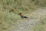 A hoopoe. This bird has a history. We saw one in India;, we saw one on our lawn here in Genas (a natural irregularity -- he must have taken the wrong road.) and then here in Tanzania. Very mysterious.?