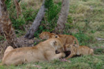 A mother lion with two cubs. They are devouring the booty Ma has killed.