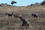 Beautiful topis and some impalas.