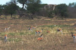 A herd of Thomson's gazelles with the black stripe on the sides, spread out over the savanna. A huge kopie in the background.