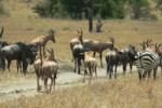 A group of mixed antelopes, topis, wildebeest and a zebra.