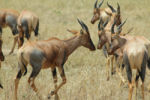 Topis, all by themselves here, one of my favorite antelopes. Easy to recognize by the black stain on the hindquarter.