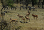 A group of hartebeests, one more gorgeous antelope, visibly larger than the gazelles. zebras in the background.