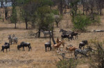A beautiful scene of wildebeest, zebras and three hartebeests..