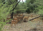 A herd of impalas in the forest.