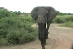 This giant had it in for us. He was really out to get us. Fortunately we were protected by the jeep.