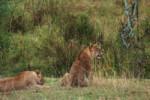 On our last day in Serengeti, and in steadily pouring rain, we saw a pride of 16 lions. John counted them and made a pan where they are all numbered. Very difficult to make the beasts show up in behind this veil of rain.
