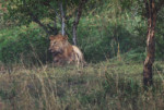 The one male lion in this pride. However, it is a female who is the leader of a pride. He looked very handsome though.