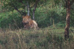 The one male lion in this pride. However, it is a female who is the leader of a pride. He looked very handsome though.