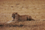Mrs Lion lying peacefully, not knowing what is in store for her.