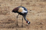 A regal grey-crowned crane.