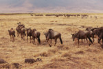 Part of a huge herd of wildebeests. We will soon see them hopping.