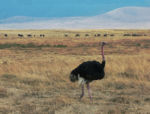 Male ostrich, named Herman by John, is still looking dignified, but that will not last long. Surreal white mountains in the background.