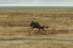John got a good shot of this prancing wildebeest.