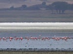 Flamingos in the shallow lake at the edge of the crater, too far from us for a good picture. But there were masses of them.