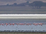 Flamingos in the shallow lake at the edge of the crater, too far from us for a good picture. But there were masses of them.