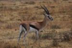 A gorgeous male Thomson's gazelle.There were not too many of those iin the crater.