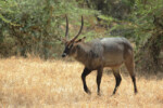 This male antelope, a Defassa waterbuck, is a common variety, even though I can not see what is common about it. We had seen plenty of them in Tarangire National Park.
