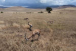 Four impalas lined up in a beautiful way for my photo. And the surreal beauty of Ngorongoro-- some of the mountains that form the rim around the crater.