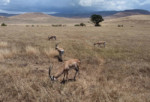 Four impalas lined up in a beautiful way for my photo. And the surreal beauty of Ngorongoro-- some of the mountains that form the rim around the crater.