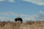 We had just come up from the crater on our last day when we were met with this proud ostrich who was showing off for us.