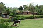 Village with cow--- near Arusha