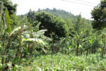 Banana grove