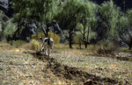 Plowing by the road from Humahuaca