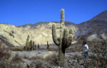 Purmamarca -- cactuses and mountain (Carnegiea gigantea)