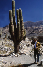 Tourist and giant cactus sj79_43b032-a-500
